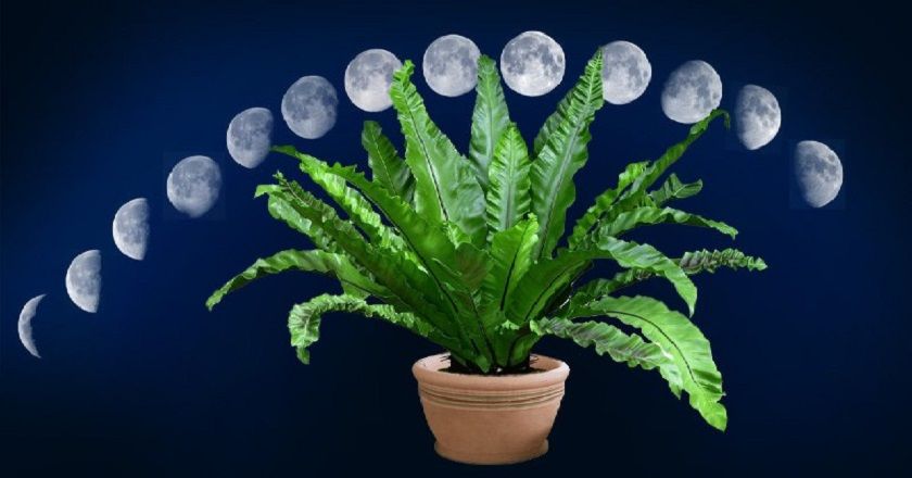 Влияние лунных циклов на растения