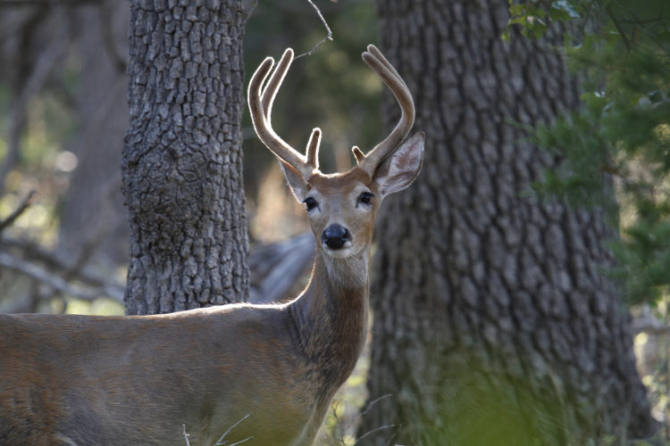 deer-exercise