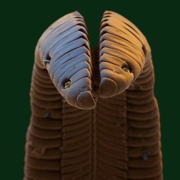 Интересные вещи под микроскопом (18 фото)