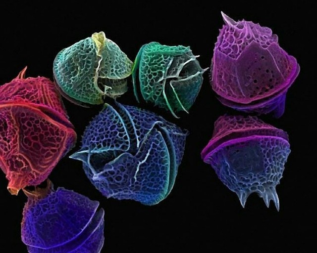 Интересные и необычные вещи под микроскопом (30 фото)