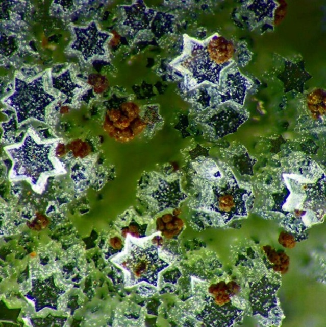 Интересные и необычные вещи под микроскопом (30 фото)