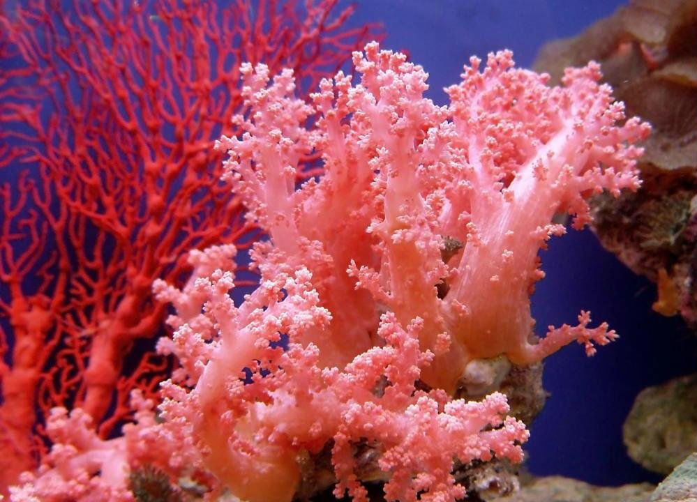 Цвет настроения — коралловый, фото № 2