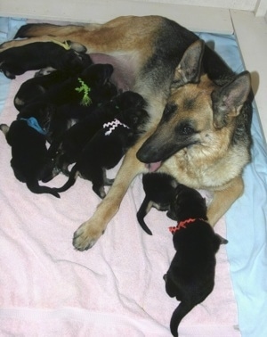 A litter of GSD puppies being fed by there Dam