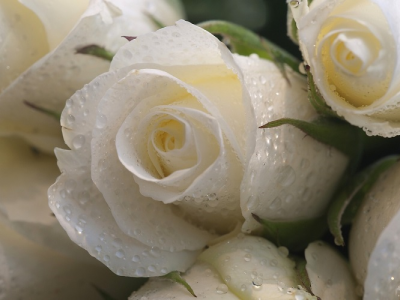 к чему дарят белые розы