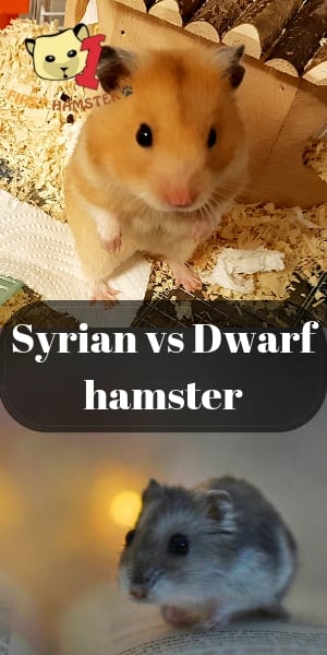 difference between syrian and dwarf hamster (3)