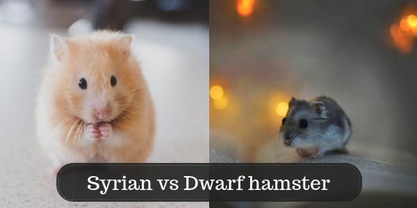 difference between syrian and dwarf hamster