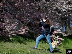 A woman wearing a face mask takes a picture of a blossomed tree downtown in Prague, Czech Republic, Monday, March 23, 2020. Czech Republic has made it mandatory that all people must cover their mouths and noses in public to stem the spread of the coronavirus.
