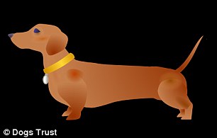 Dogs Trust used its own data, combined with pet population figures to select the breeds included in the keyboard
