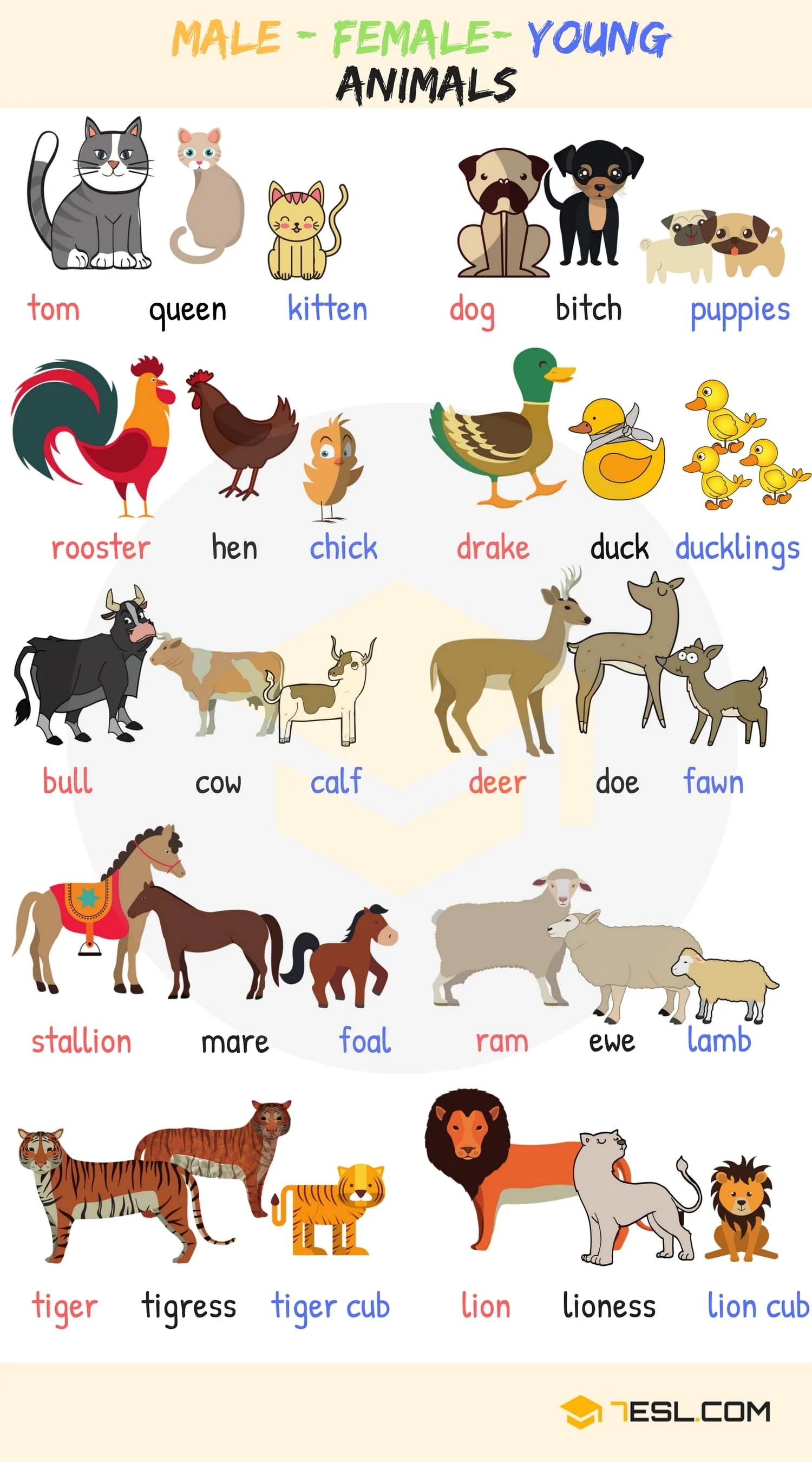 Learn Animals Vocabulary in English