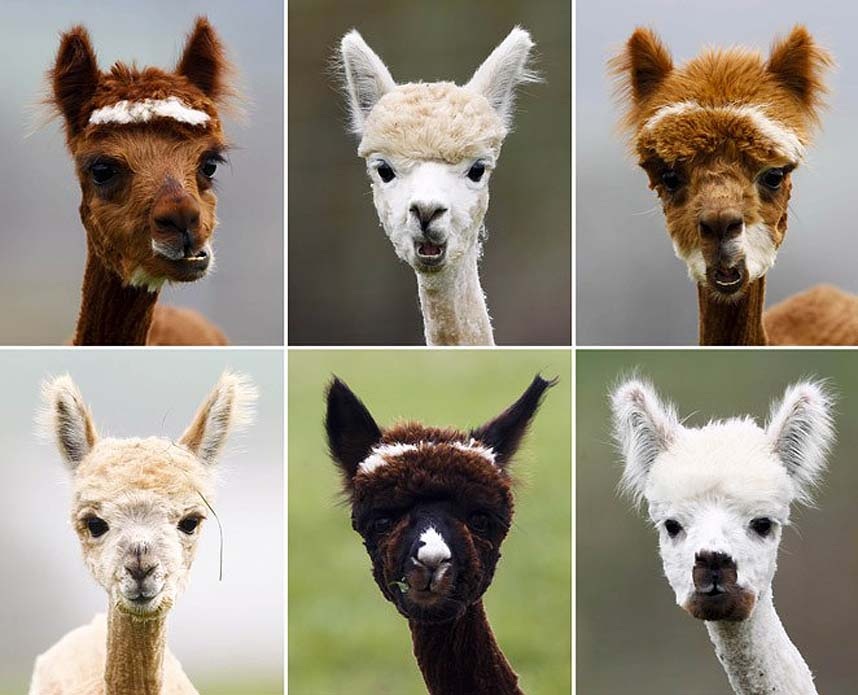 A combination of six pictures shows freshly shorn alpacas in the village of Winklarn...A combination of six pictures shows freshly shorn alpacas in the village of Winklarn near Regensburg, April 22, 2013. The alpacas are always shorn in spring, to make th