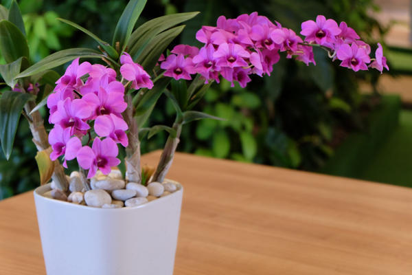 Орхидея &ndash; изысканный и чувственный цветок