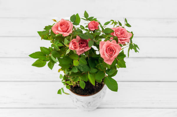 Горшечные розы &ndash; лучший подарок к 8 Марта