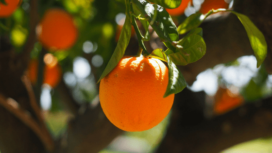 Orange on tree