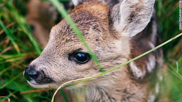 Косуля