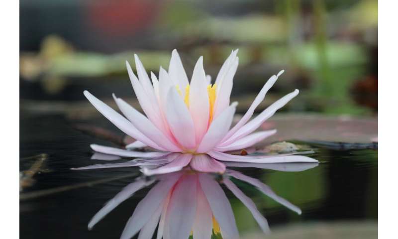 The delicate water lily: A rose by another name?