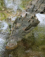 Héraldique meuble Crocodile.svg