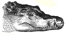 Héraldique meuble Crocodile.svg