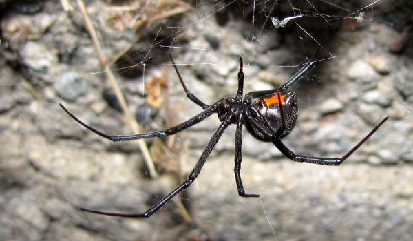 Фото: Ядовитый паук черная вдова
