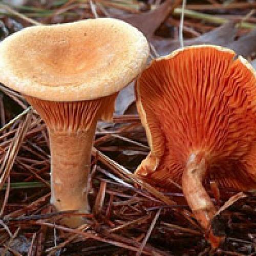 Характерные признаки ядовитых грибов. Ядовитые грибы в лесах России