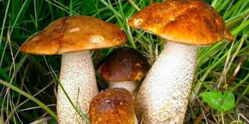Как отличить хороший гриб от плохого. Как отличить ядовитые грибы от съедобных
